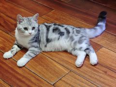 -欣宠猫屋·矮脚拿破仑·蓝金金渐层