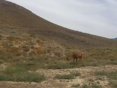 -新疆天山野生动物园
