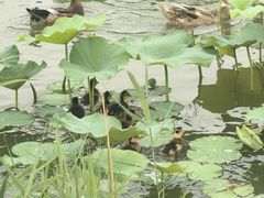 -稻香湖公园
