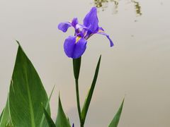 -海珠湖公园