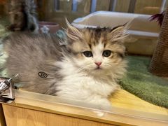 -momokira米努特·德文卷毛猫·棉花面纱犬
