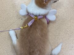 -瑞派·关忠动物医院·猫专科·犬专科(三环新城店)