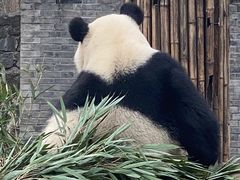 -都江堰中华大熊猫苑