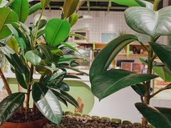 -Catch Bagel(芳草地店)