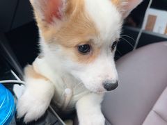 -翊宠yipet猫狗购宠庄园犬舍•猫舍