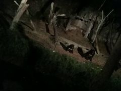 -清迈夜间动物园