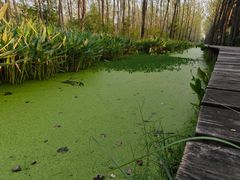 -合肥滨湖国家森林公园