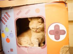 -猫小院猫主题餐厅(南锣旗舰店)
