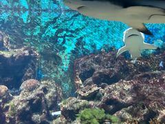 -海合安武汉极地海洋公园