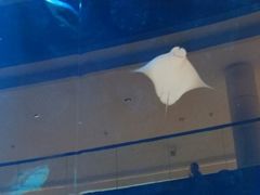 -迪拜水族馆及水下动物园