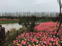 -荷兰花海