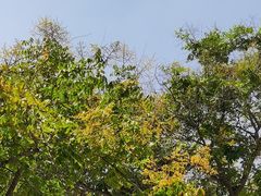 -大兴街扣碗包子馆