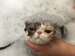 -PETKIT小佩宠物(古北店)