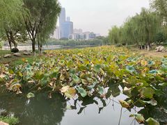 -后襄河公园