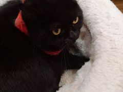 -滚猫咖啡·猫咖·猫友好撸猫(未来城店)