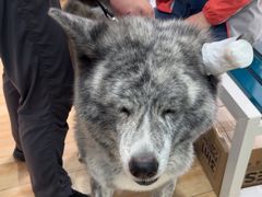 -瑞派·关忠动物医院·异宠专科·犬猫肿瘤·皮肤专科(望京店)