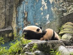 -中国大熊猫保护研究中心雅安碧峰峡基地