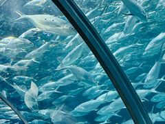 -上海海洋水族馆
