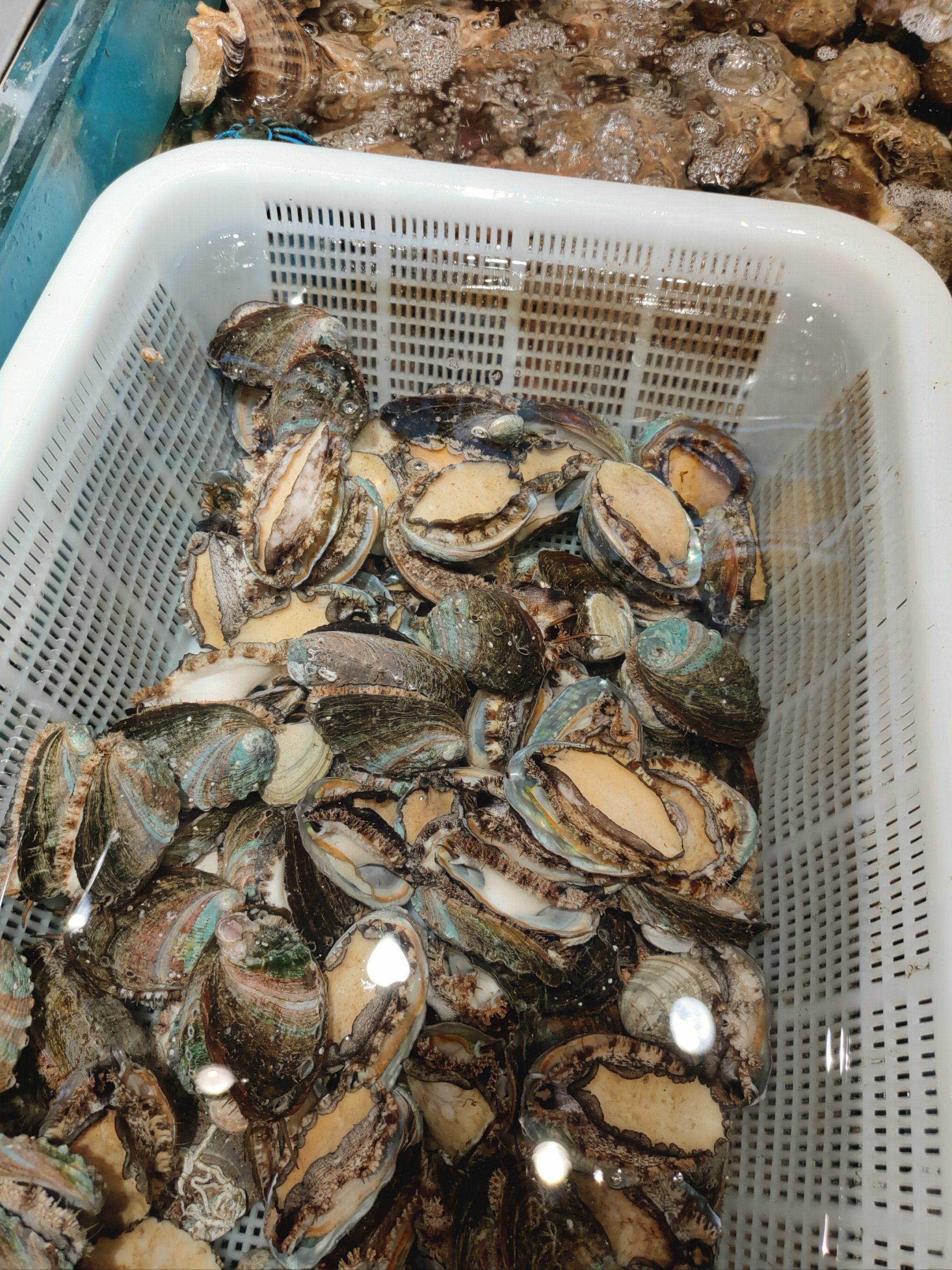 日月明小鱼村的海鲜品种齐全嘎嘎新鲜放心品