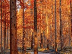 -黄海国家森林公园