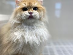 -lincat·猫舍(广州店)