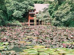 -野象谷景区