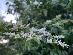 -广富林郊野公园