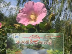 -溱湖国家湿地公园