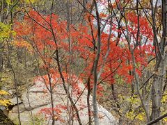 -大岭沟猕猴桃谷风景区
