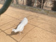 -秦皇岛野生动物园