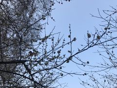 -武汉大学-樱园