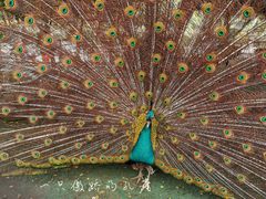 -陕西自然博物馆