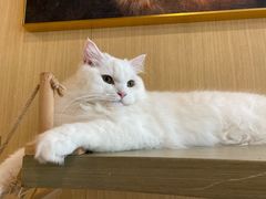 -飞行喵MR PILOT|猫舍·猫咖(静安大融城店)