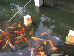 -豫园湖心亭茶楼