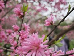 -南汇桃花村
