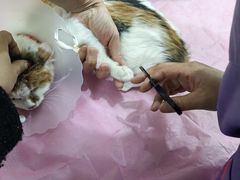 -北京观赏动物医院·24小时大型综合·猫专科·异宠专科