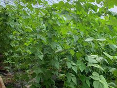 -万源龙顺度假庄园生态观光园