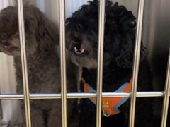 -芭比堂动物医院·犬猫全科·异宠专科(雁塔分院)