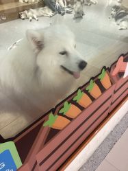 -紫颖·专业美胸·连锁养护中心