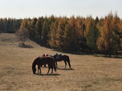 -塞罕坝国家级自然保护区