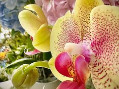 -FEI FEI FLOWER鲜花店·气球派对·宝宝宴布置(虹口德必运动Loft店)