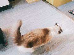 -猫十亿·布偶金渐层·曼基康矮脚猫舍(青年路店)