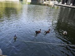 -三亚亚龙湾雅高铂尔曼别墅度假酒店