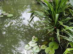 -五缘湾湿地公园