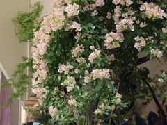 -溪岸路花鸟市场