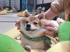 -逗柴咖啡屋·狗咖猫咖宠物桌游