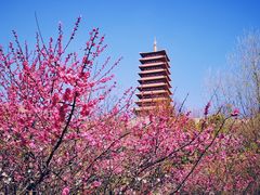 -牛首山文化旅游区