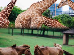 -杭州野生动物世界