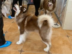 -Let's go狗咖·猫咖·奶狗·桌游(春熙路IFS店)