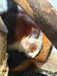 -Zoolung Zoolung动物主题公园(海信广场店)